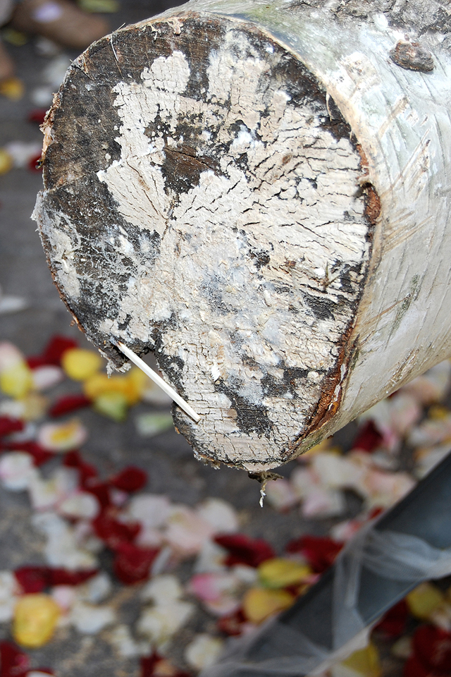 Baumstamm sägen zur Hochzeit Holz Symbol fotografiert